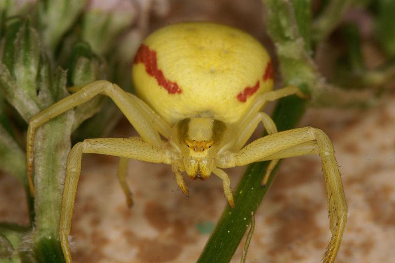 Misumena_vatia_D5021_Z_89_Les Gris_Frankrijk.jpg